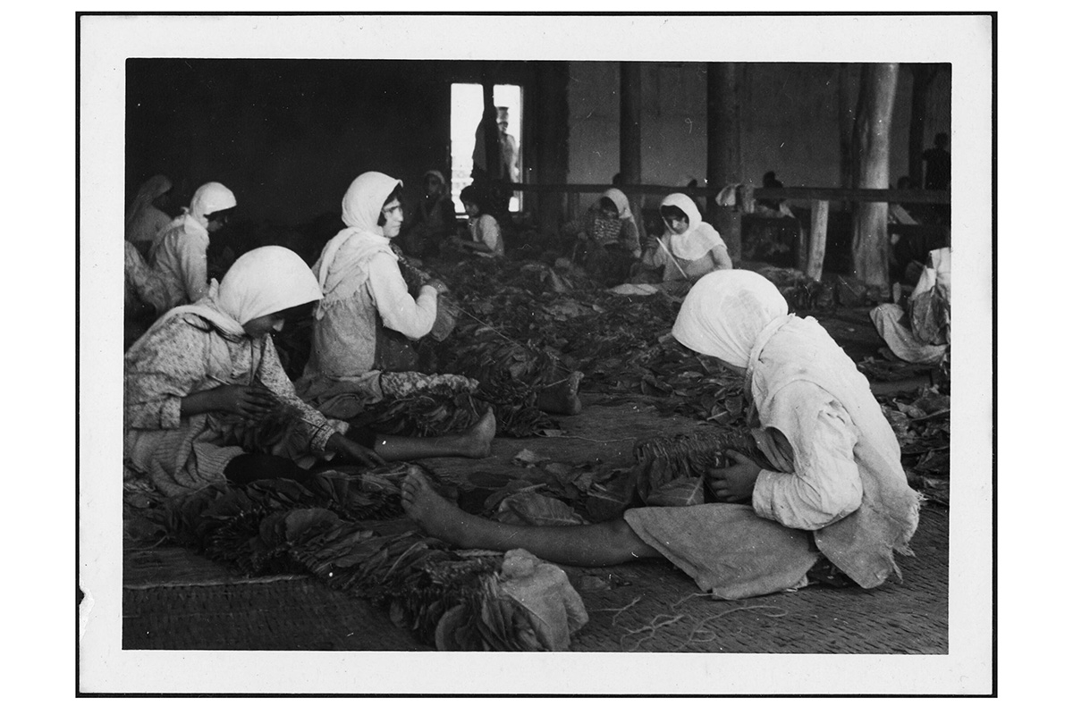 Arbeiterinnen beim Trocknen von Tabakblättern in der Provinz Mazandaran, um 1939
