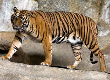 Wie Coco: ein Tiger im Berliner Tierpark am Herumtigern