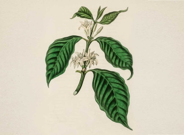 Illustration der Kaffeepflanze Coffea arabica aus dem Buch »Medical Botany« von John Stephenson und James Morss Churchill, 1836