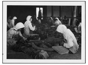 Arbeiterinnen beim Trocknen von Tabakblättern in der Provinz Mazandaran, um 1939