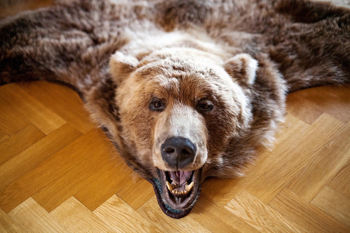 Bärenfell auf Holzboden