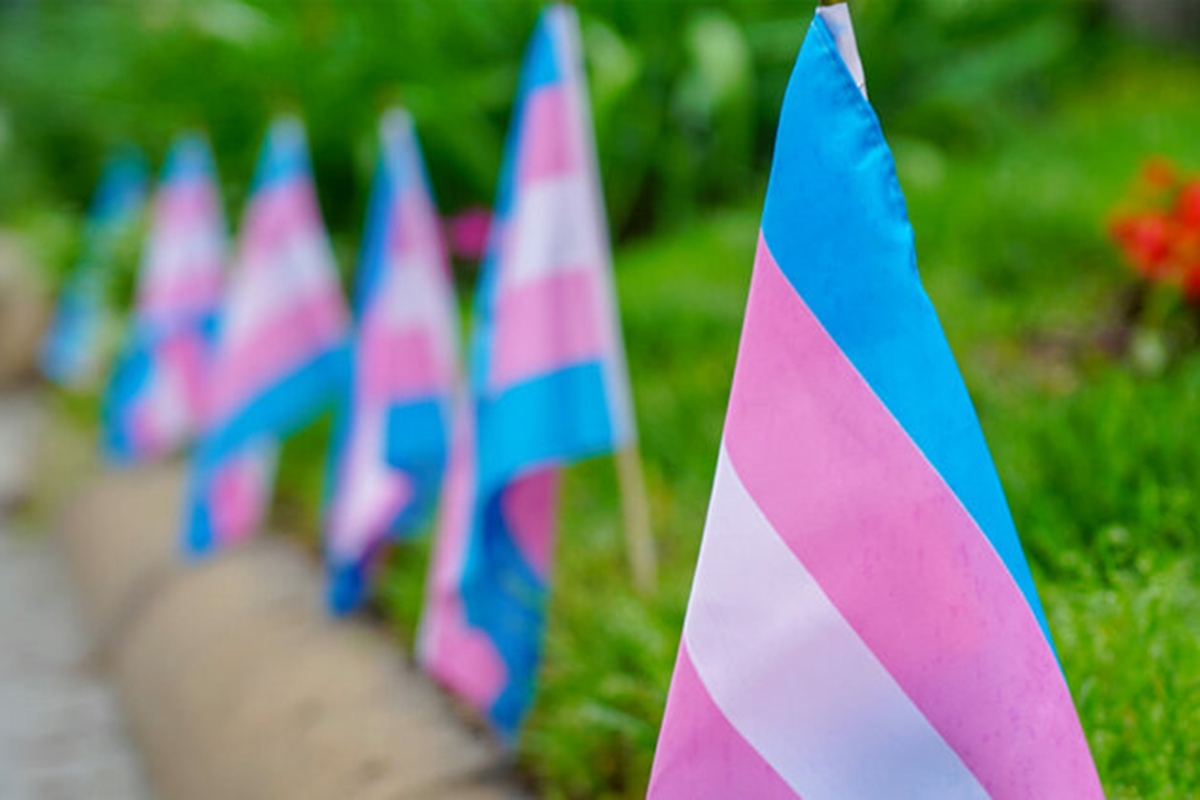 Mehrere Transgenderfahnen stehen in einer Reihe