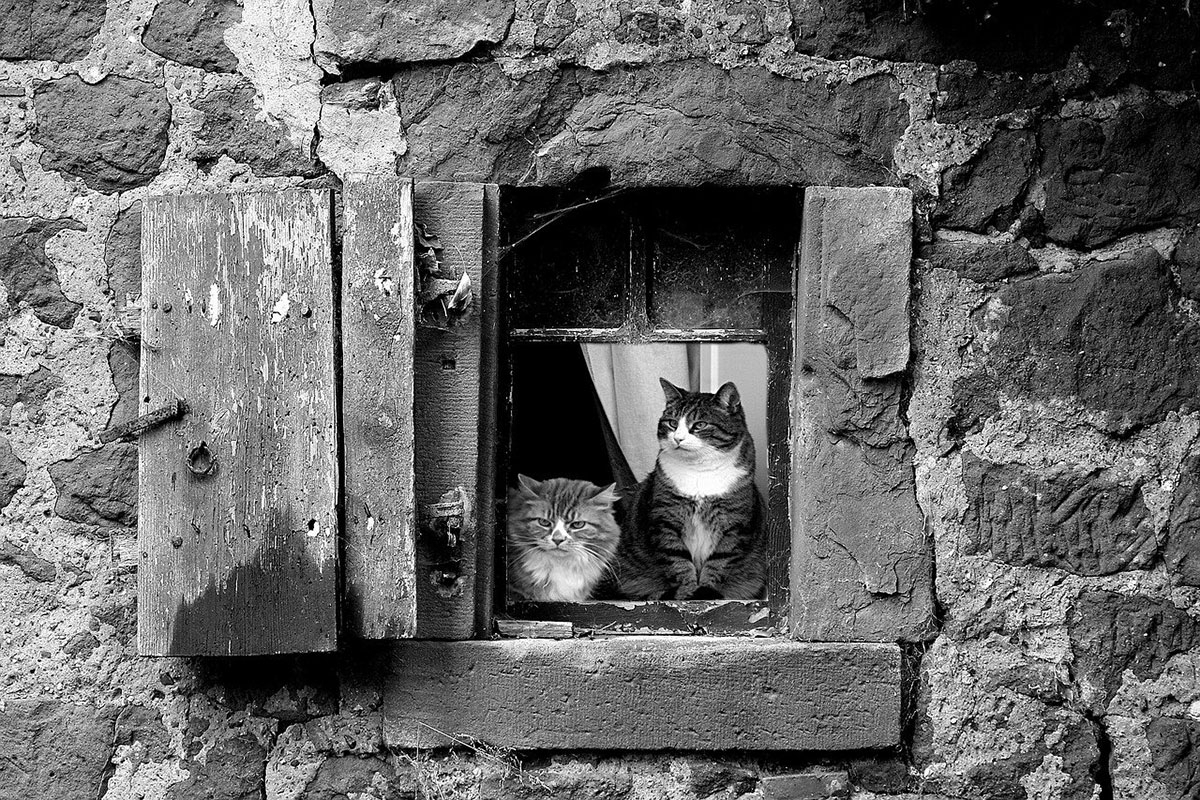 Zwei Katzen am Febster eines alten Steinhauses