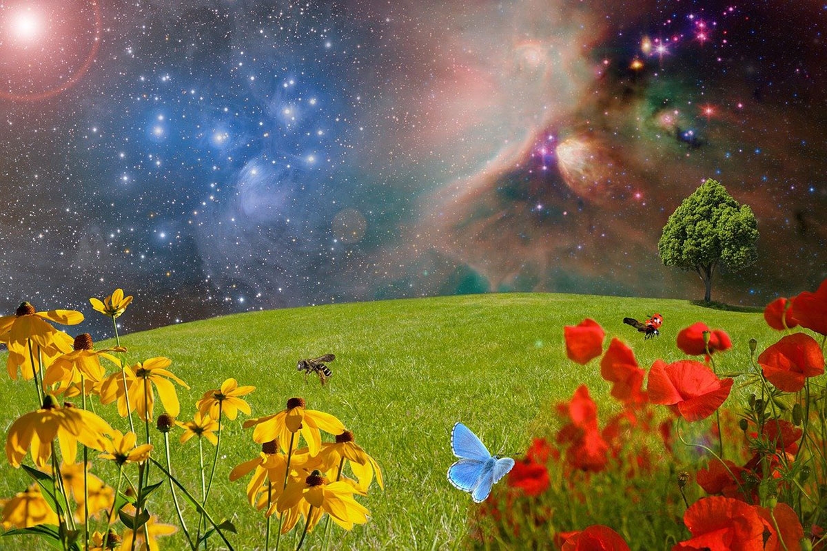 Bildmontage: Grüne Wiese, Blumen, Baum, das Universum
