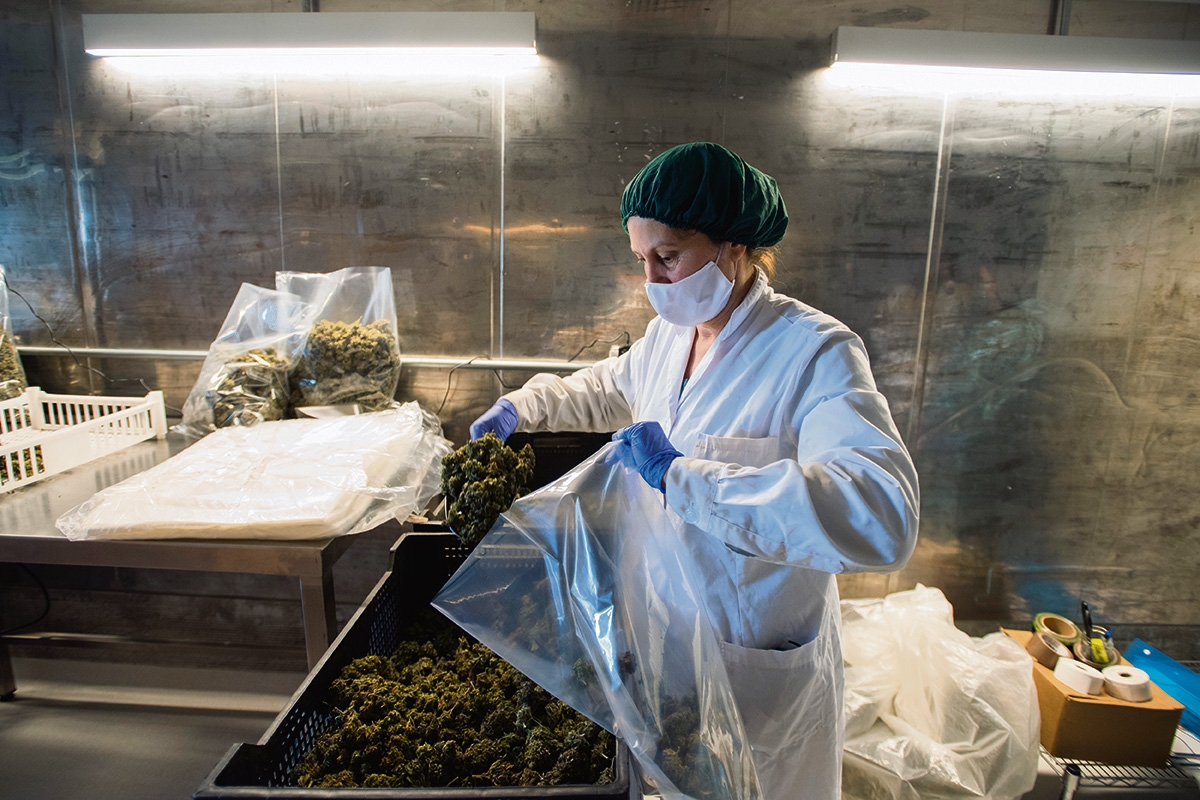 Eine Mitarbeiterin eines staatlich lizenzierten urugayischen Herstellers füllt Cannabisblüten in einen Plastikbeutel