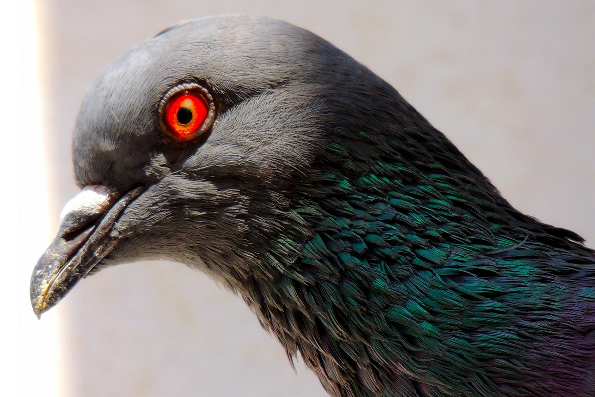 Kopf einer Taube mit roten Augen