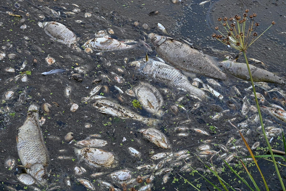 Tote Fische in der Oder