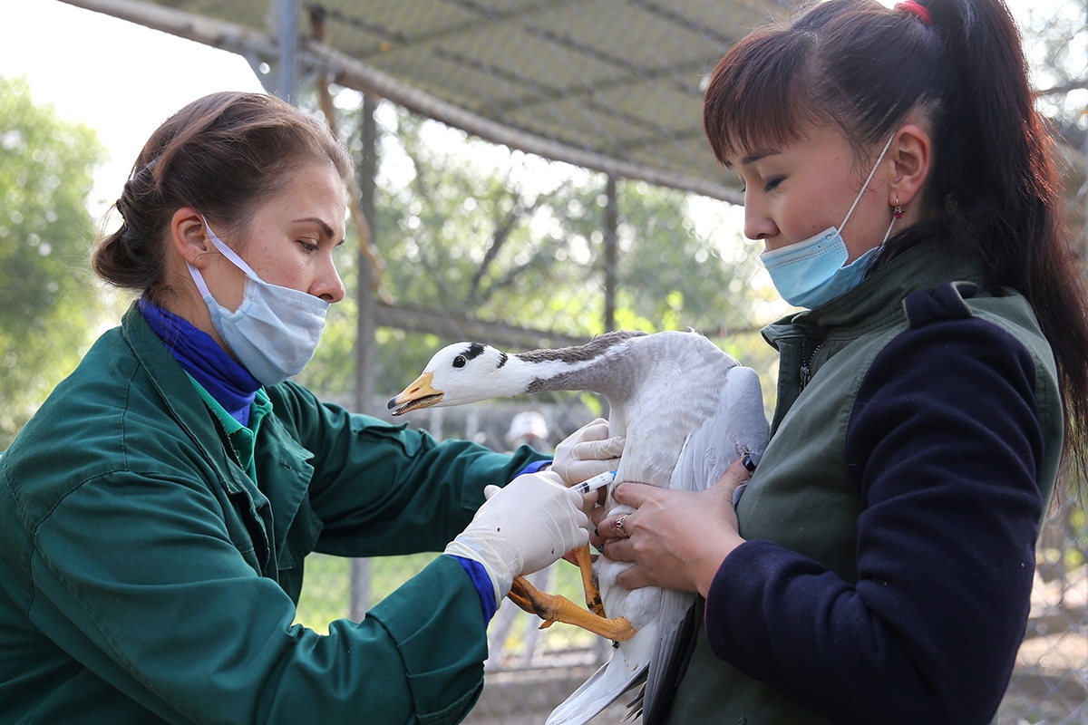 Impfung einer Gans in Kasachstan