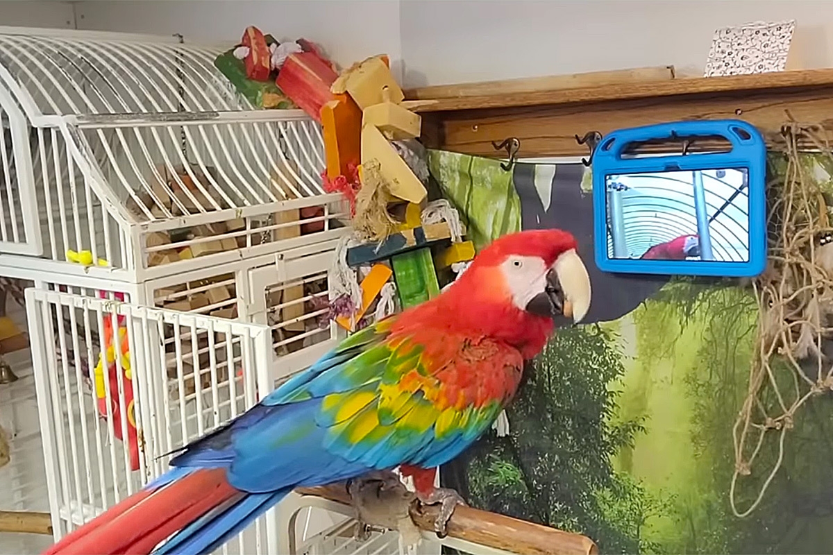 Zwei Papageien singen sich was vor