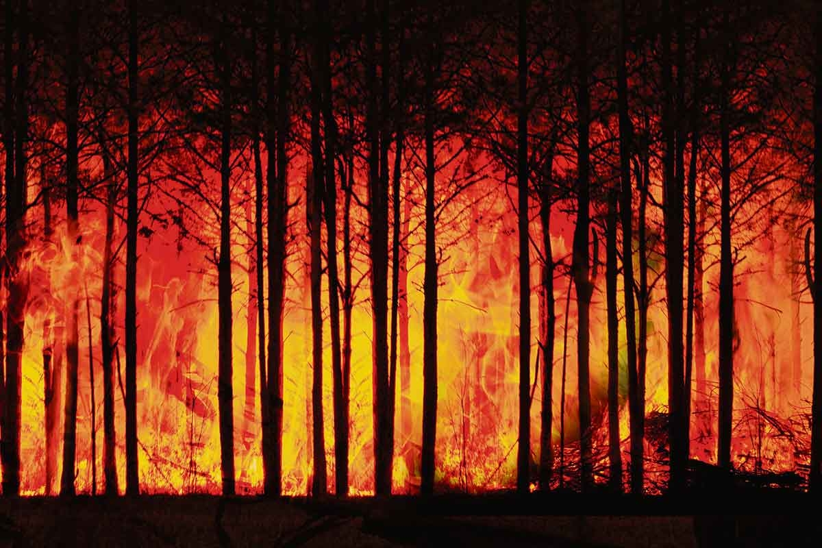Wald in Flammen