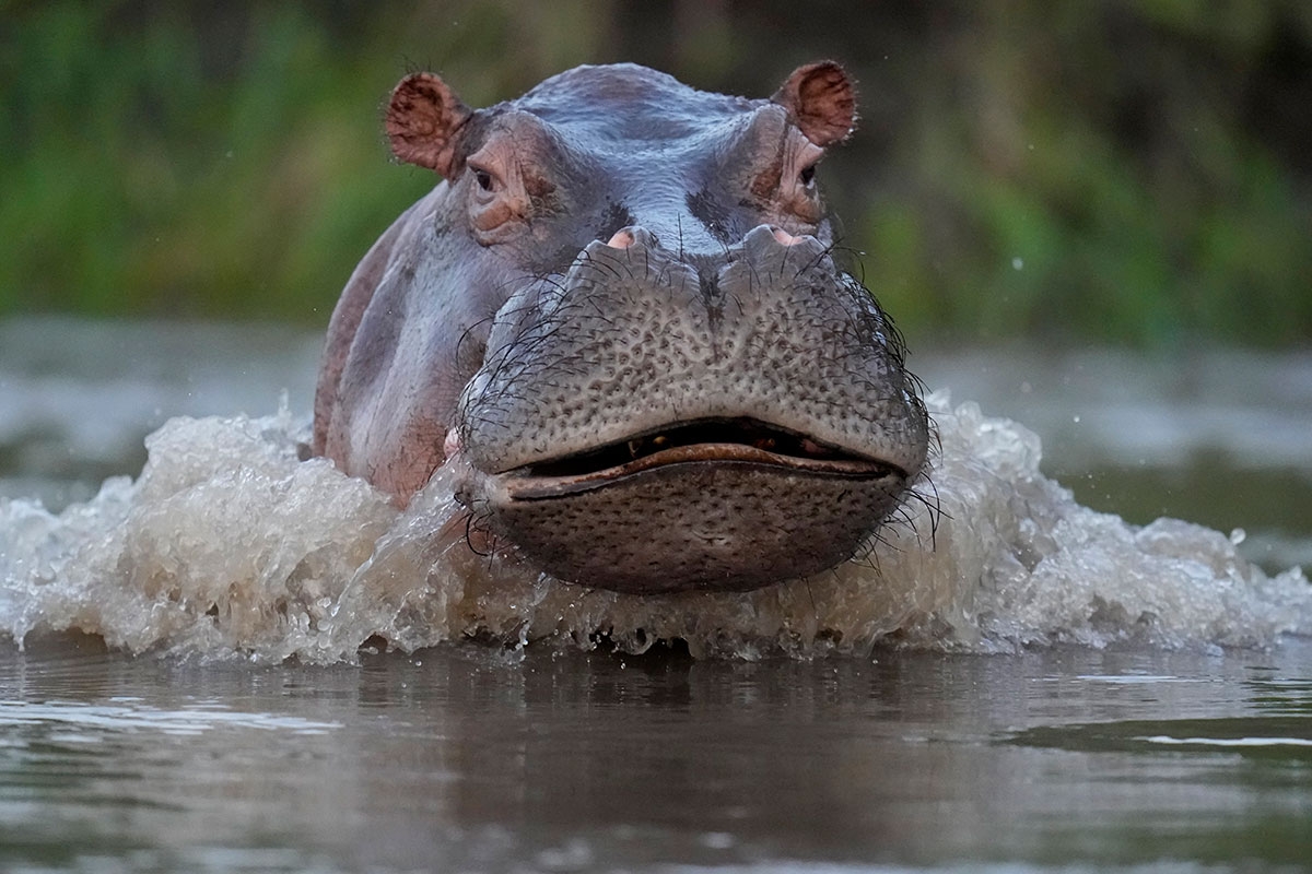 Pablo Escobars Hippo guckt irgendwie böse