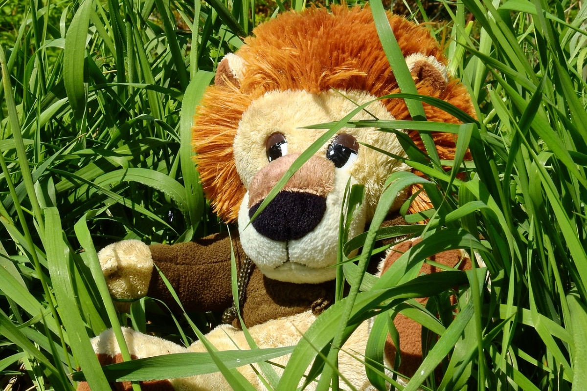 Löwin im Grass