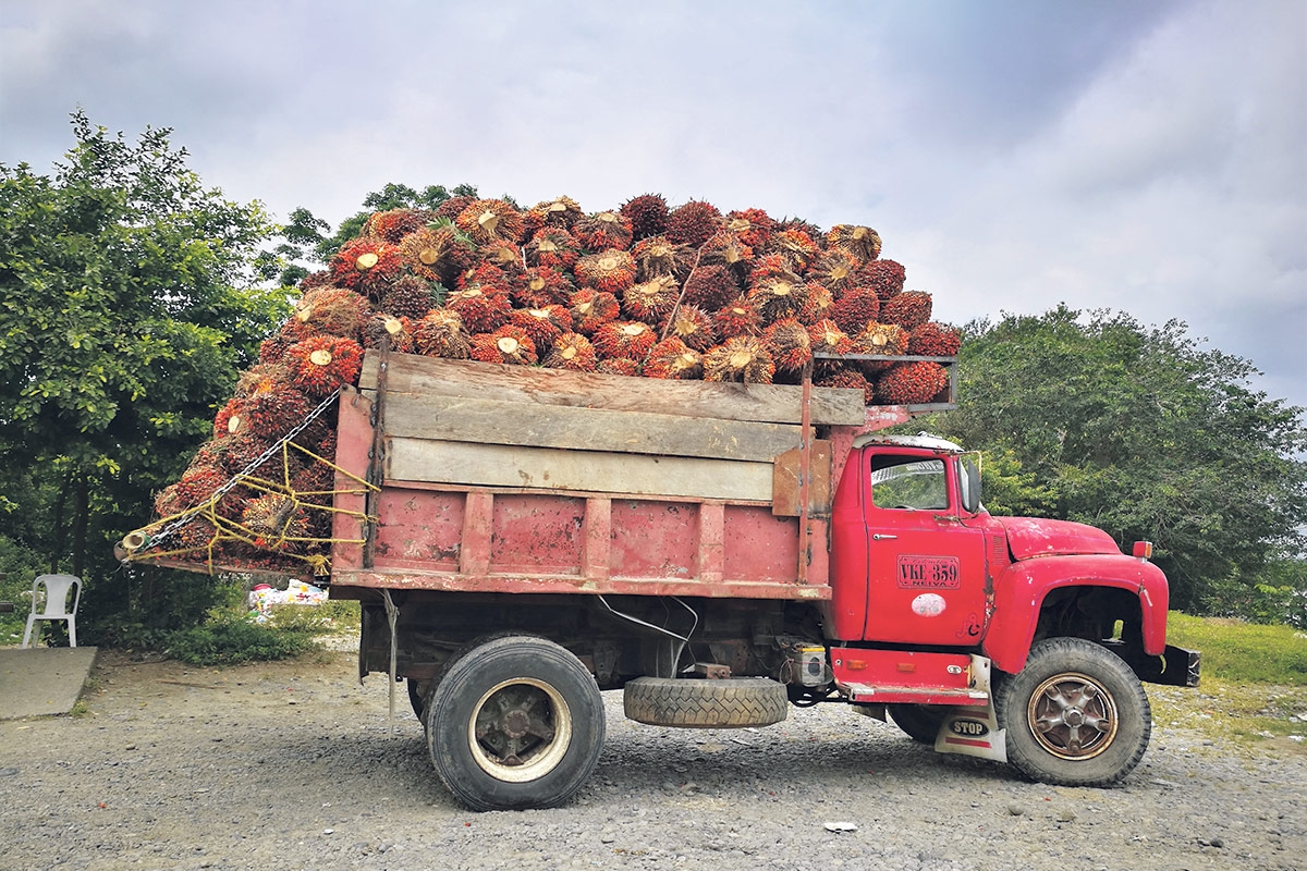 Palmölfrüchte auf einem Transporter