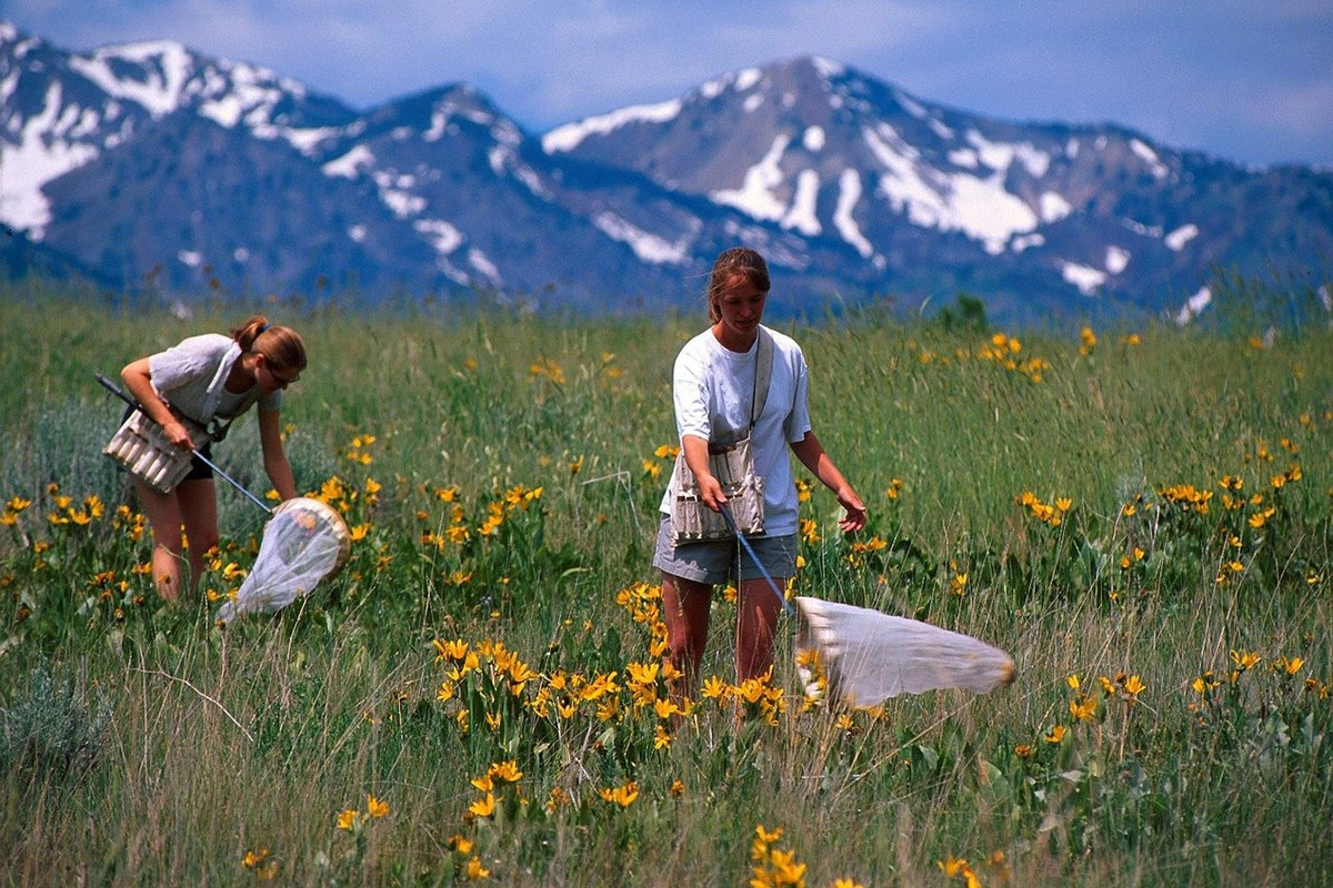 Zwei Personen fangen Schmetterlinge mit Netzen auf einer Wiese im Hintergrund sind Berge