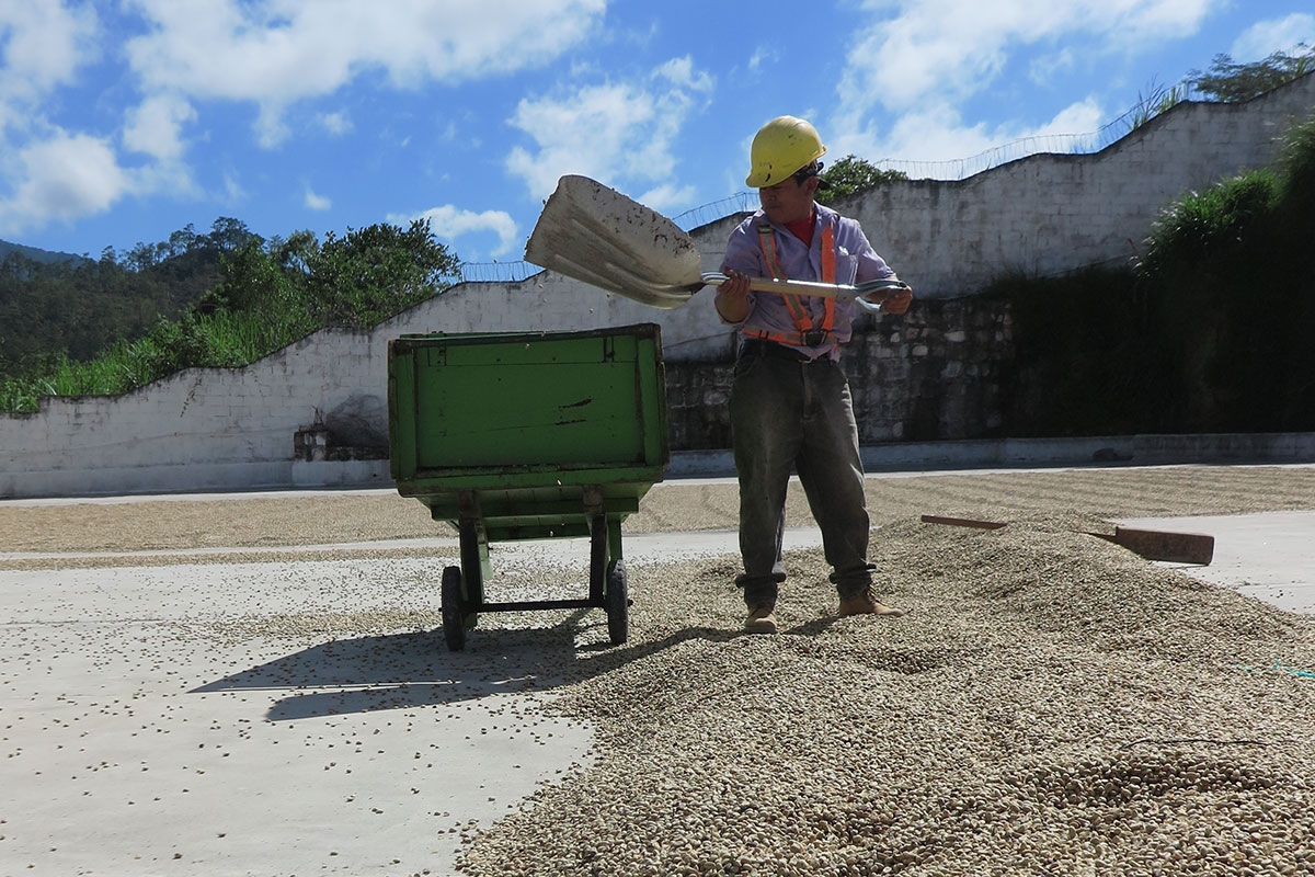 Ein Mitarbeiter der Kaffeegenossenschaft Comsa in Honduras legt geschälte und gewaschene Kaffeebohnen zum Trocknen aus