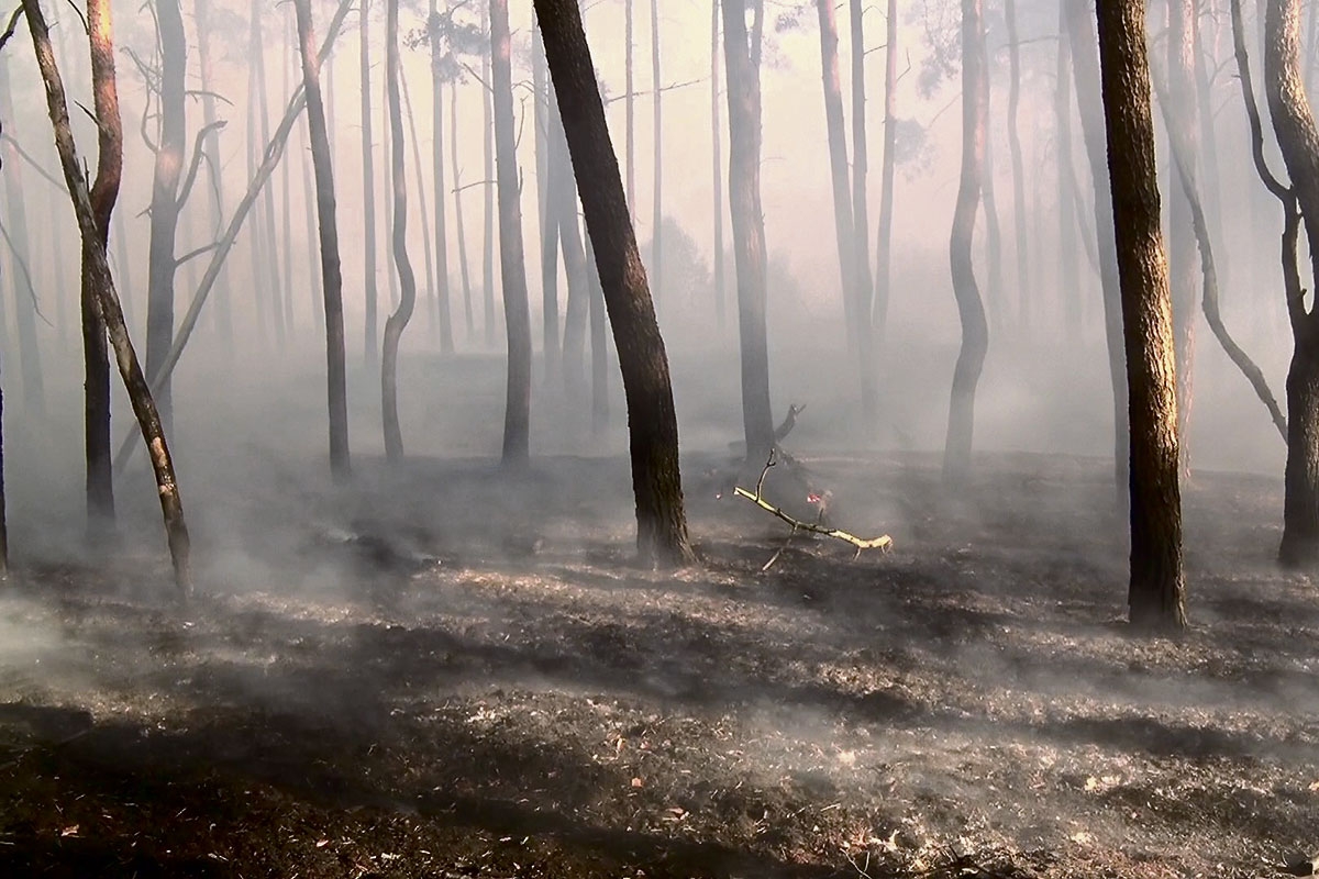 Wald nach einem Brand