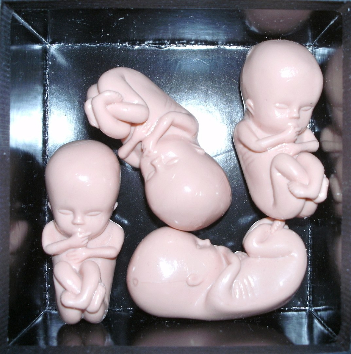 Plastikembryos in einer Kiste