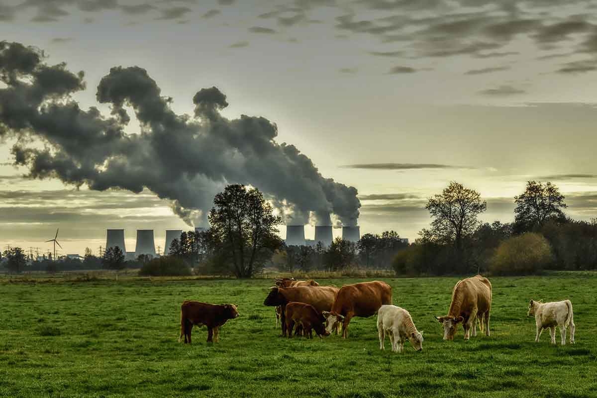 Weidende Kühe vor einem Atomkraftwerk