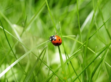 Ein Marienkäfer sitzt auf einem Grashalm einer Wiese