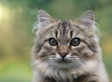 Norwegische Waldkatze