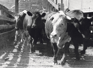 Rinder auf dem Weg zum Schlachthof in den Union Stock Yards, den ­einst größten Vieh- und Schlachthöfe der Welt in Chicago (undatierte Aufnahme)
