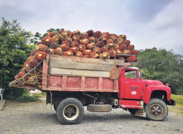 Palmölfrüchte auf einem Transporter