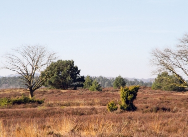 Endmoränen der Lüneburger Heide
