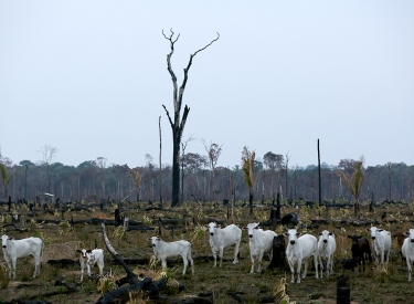 Abgebrannter Wald mit Rindern
