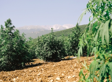 Hanfanbau in den Abruzzen