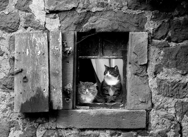 Zwei Katzen am Febster eines alten Steinhauses