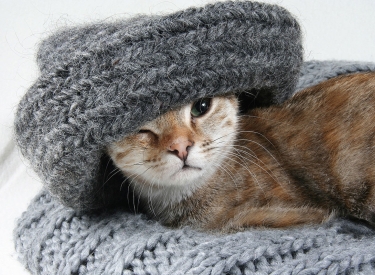 Kätzchen mit Schal