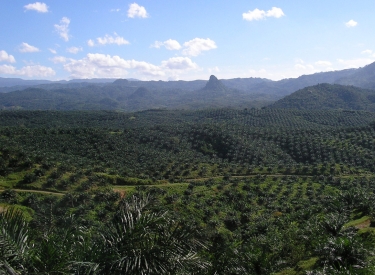 Palmölplantage in Indonesien