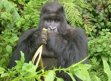 Gorilla isst eine Banane und denkt nach