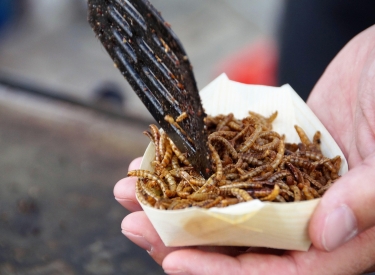 eine Schale Würmer als Essen