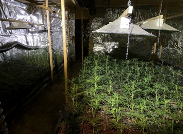 Marihuana-Plantage, die am 28. März in Colditz gefunden wurde
