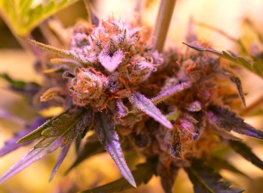 Cannabis-Pflanze