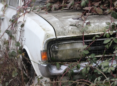 Ein Automodell aus den Siebzigern, von Brombeeren überwuchert
