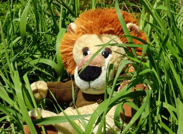 Löwin im Grass
