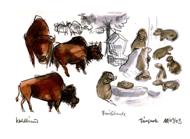 Bisons und Präriehunde im Tierpark