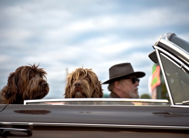Mann mit Hunden im Cabrio