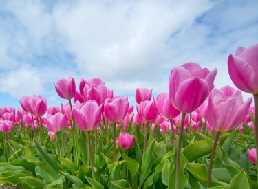 Feld mit rosa Tulpen
