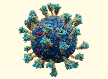 Sars-CoV-2 mit den aus ­seiner Hülle herausragenden Spike-­Proteinen